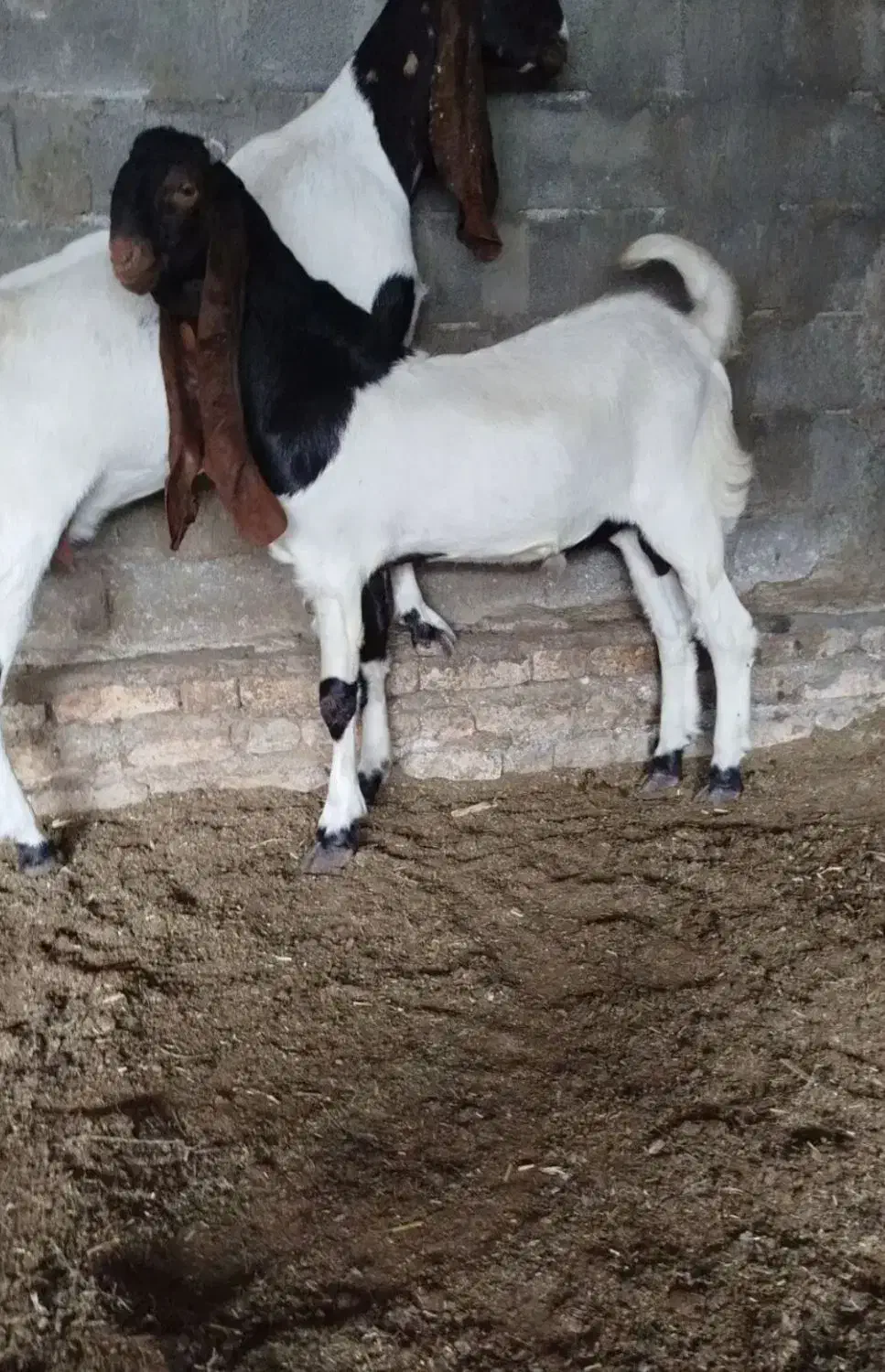 بزغالهاصلپاکستانی|حیوانات مزرعه|همدان, |دیوار