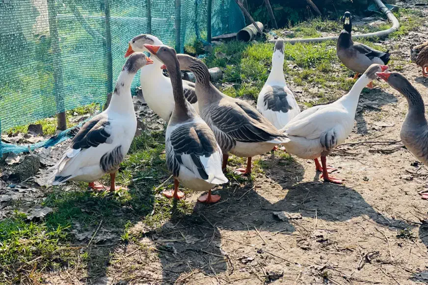 غاز نر محلی سنگین وزن|حیوانات مزرعه|رشت, جانبازان|دیوار