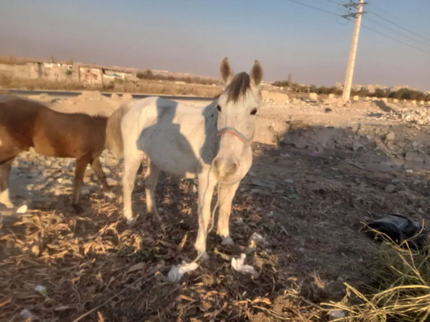 مادیان کرد|اسب و تجهیزات اسب‌سواری|ماهدشت, |دیوار