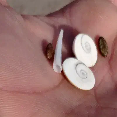 سنگ مهر|بدلیجات|بجنورد, |دیوار