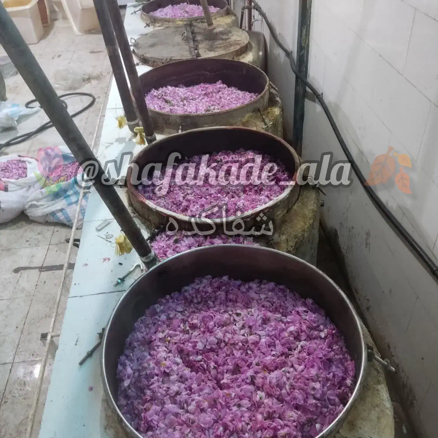 گلاب و عرقیات سنتی|عمده‌فروشی|تهران, ائمه اطهار|دیوار