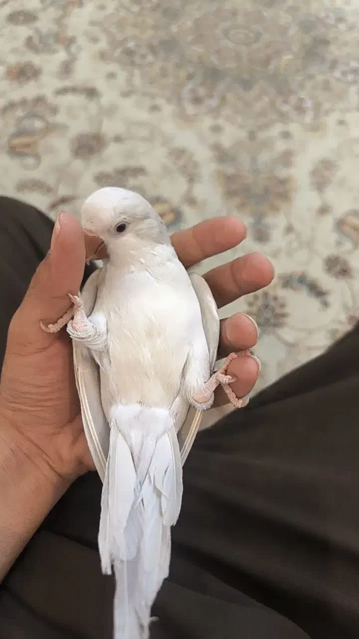 راهب|پرنده|مشکین‌دشت, |دیوار