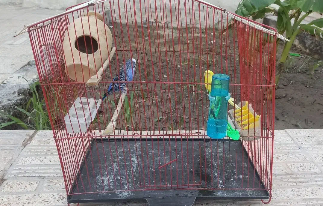 فروش یک جفت مرغ عشق آماده و سرحال|پرنده|میناب, |دیوار