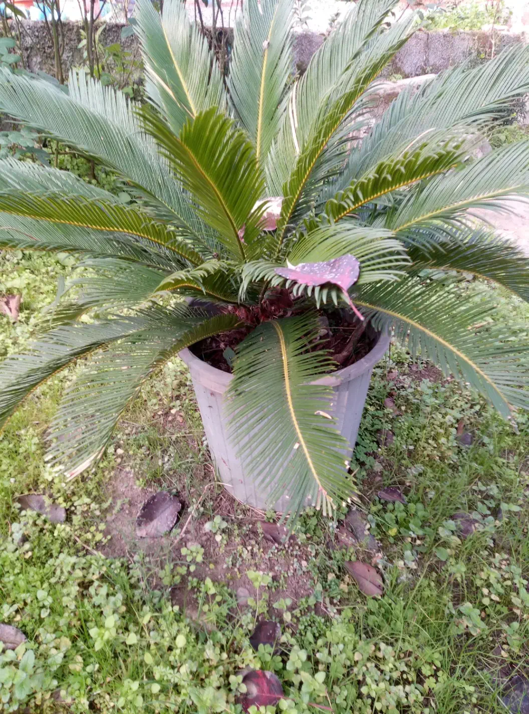 گل وگیاه|گل و گیاه طبیعی|رانکوه, |دیوار