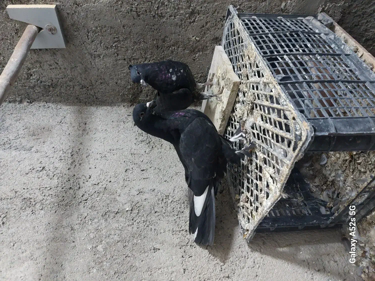 جوجه کفتر|پرنده|قم, بلوار امین و ساحلی|دیوار