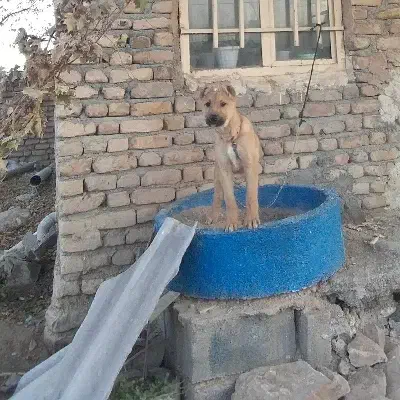 سگ گمشده|حیوانات|بجنورد, |دیوار