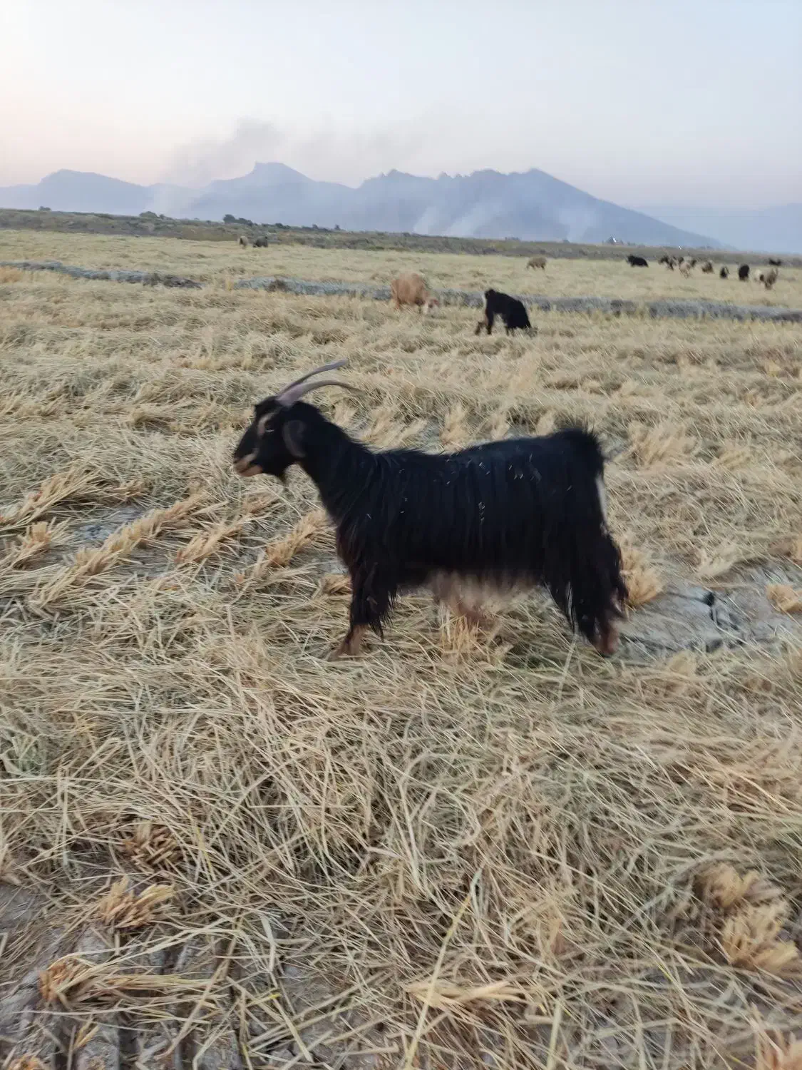 چبش|حیوانات مزرعه|مرودشت, ژیان|دیوار