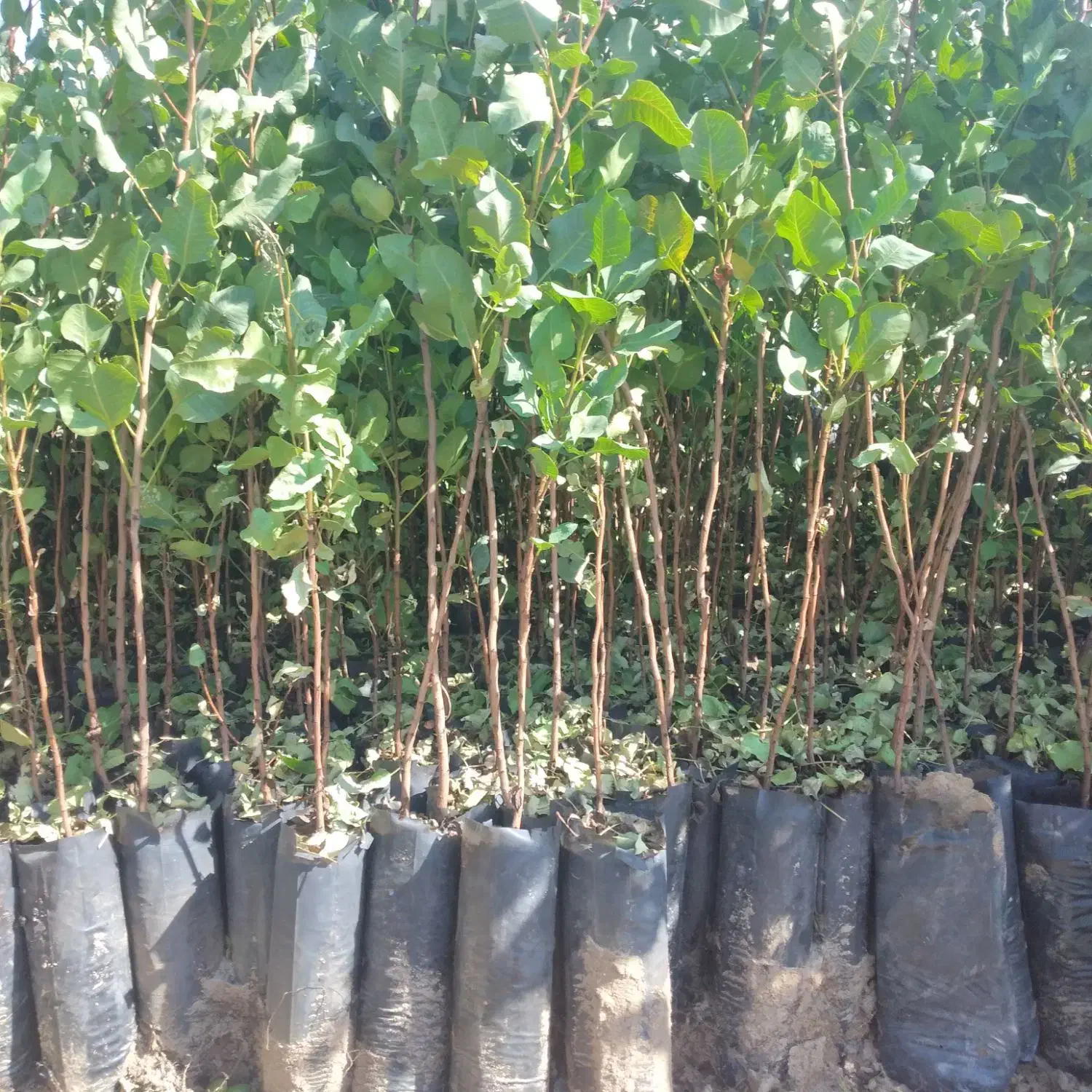 نهال پسته گلدانی ارسال از یزد هست|خدمات باغبانی و درختکاری|سروستان, |دیوار