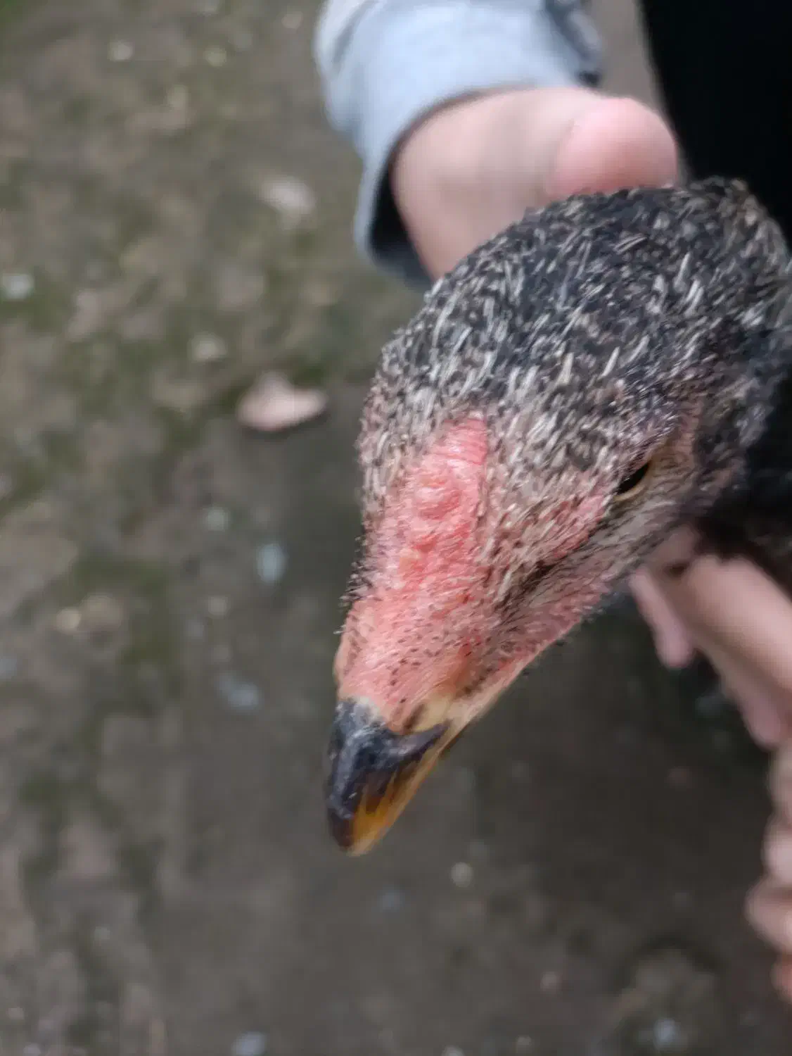 خروس لاری اصیل افغان|حیوانات مزرعه|لنگرود, |دیوار