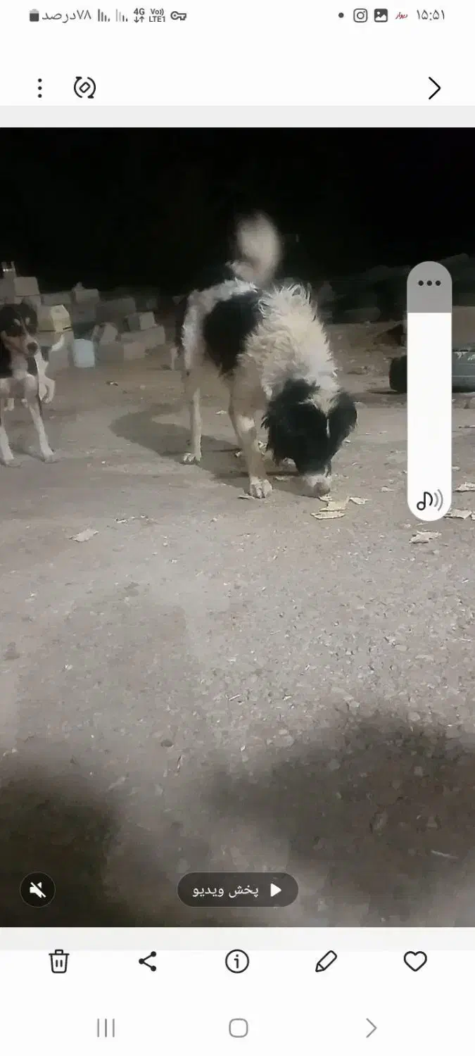 سرقت|حیوانات|مسجد سلیمان, |دیوار