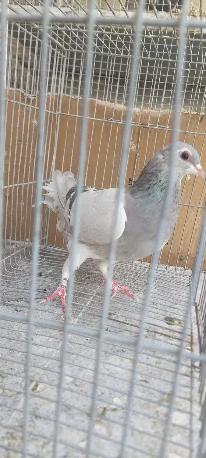 ماده خرقه نقره ای|پرنده|خمینی‌شهر, |دیوار