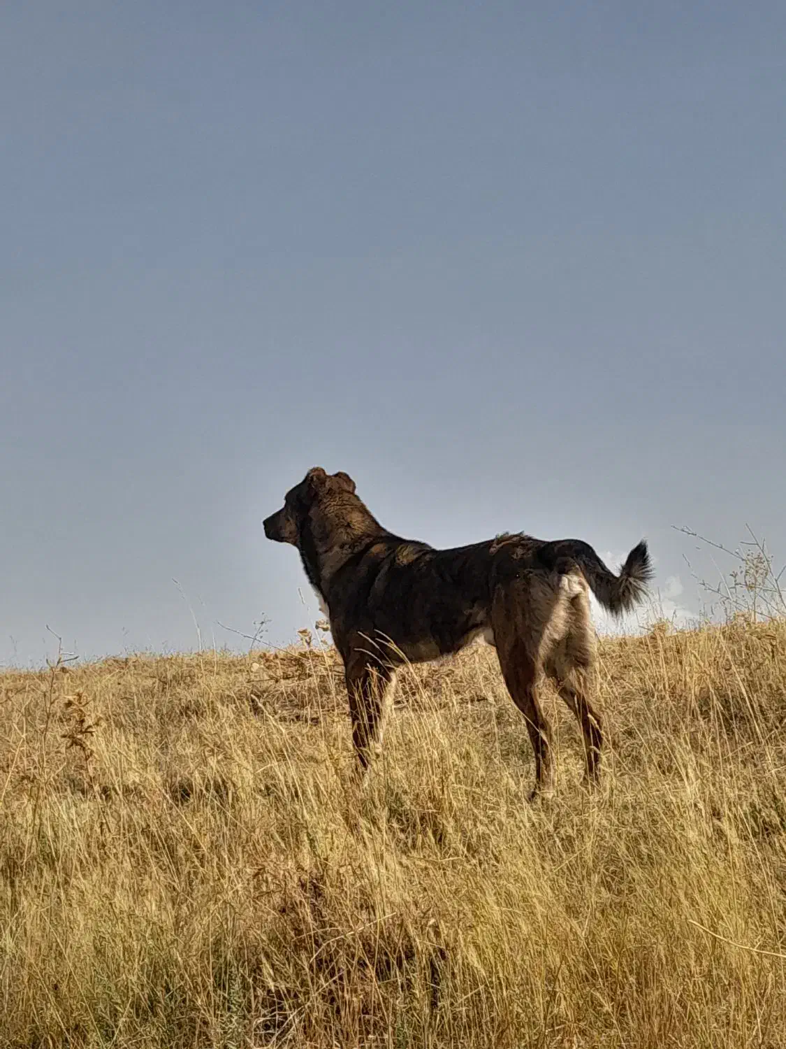 سگ سرابی|سگ|ورزقان, |دیوار