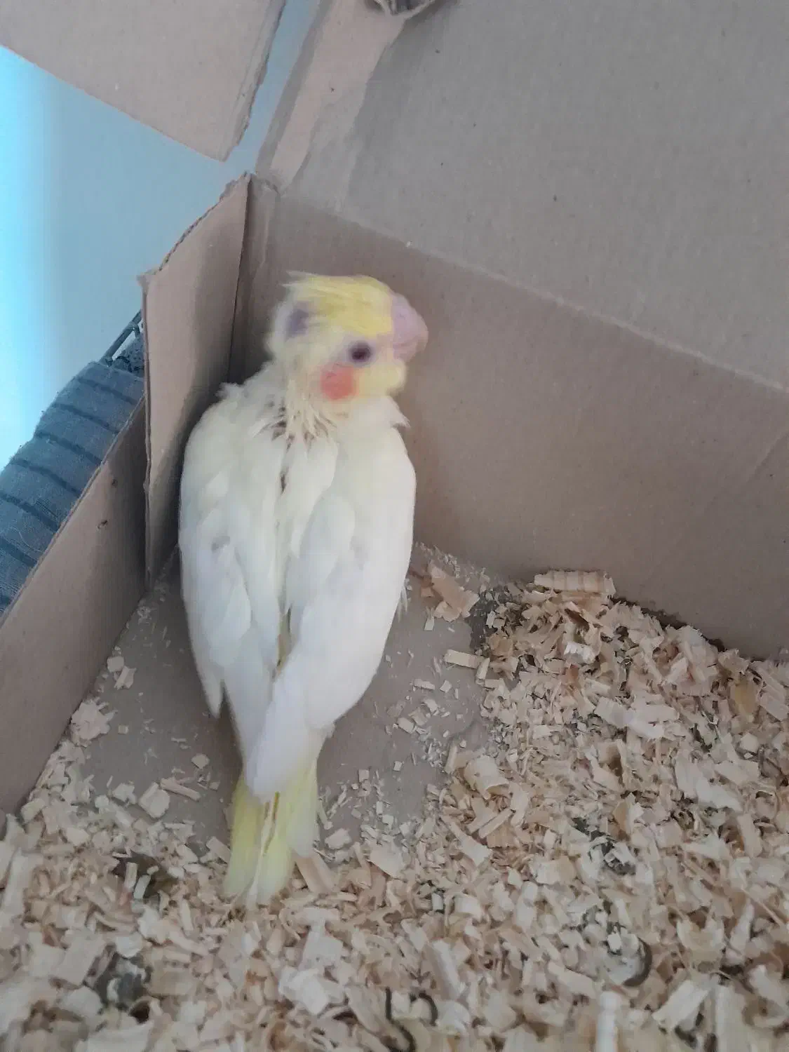 جوجه عروس هلندی|پرنده|شاهینشهر, طالقانی|دیوار