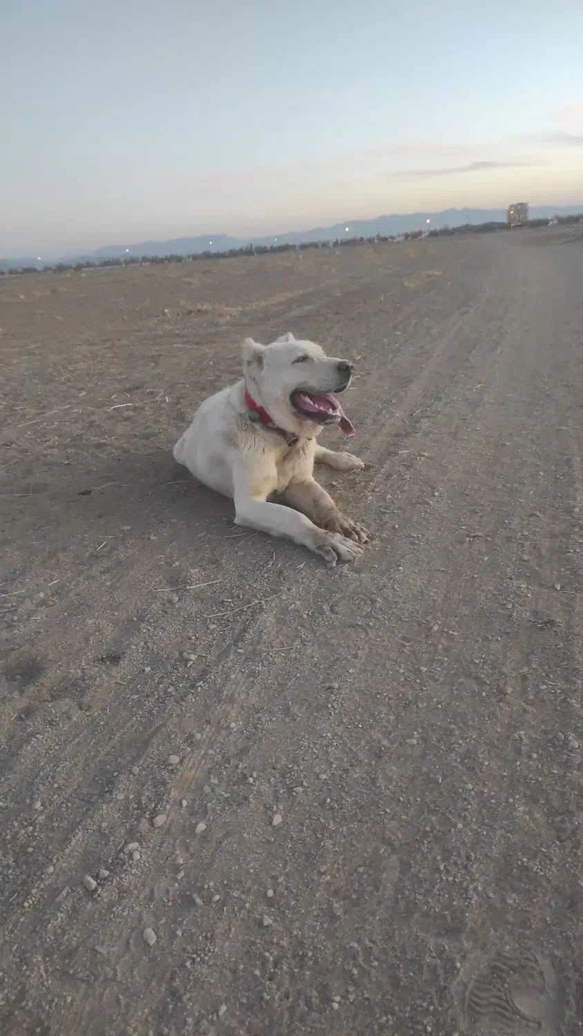 توله سرابی 15ماه|سگ|میلاجرد, |دیوار