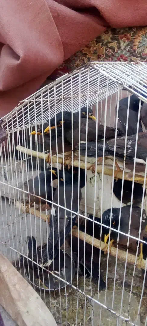 جوجه مینا|پرنده|بندرعباس, |دیوار