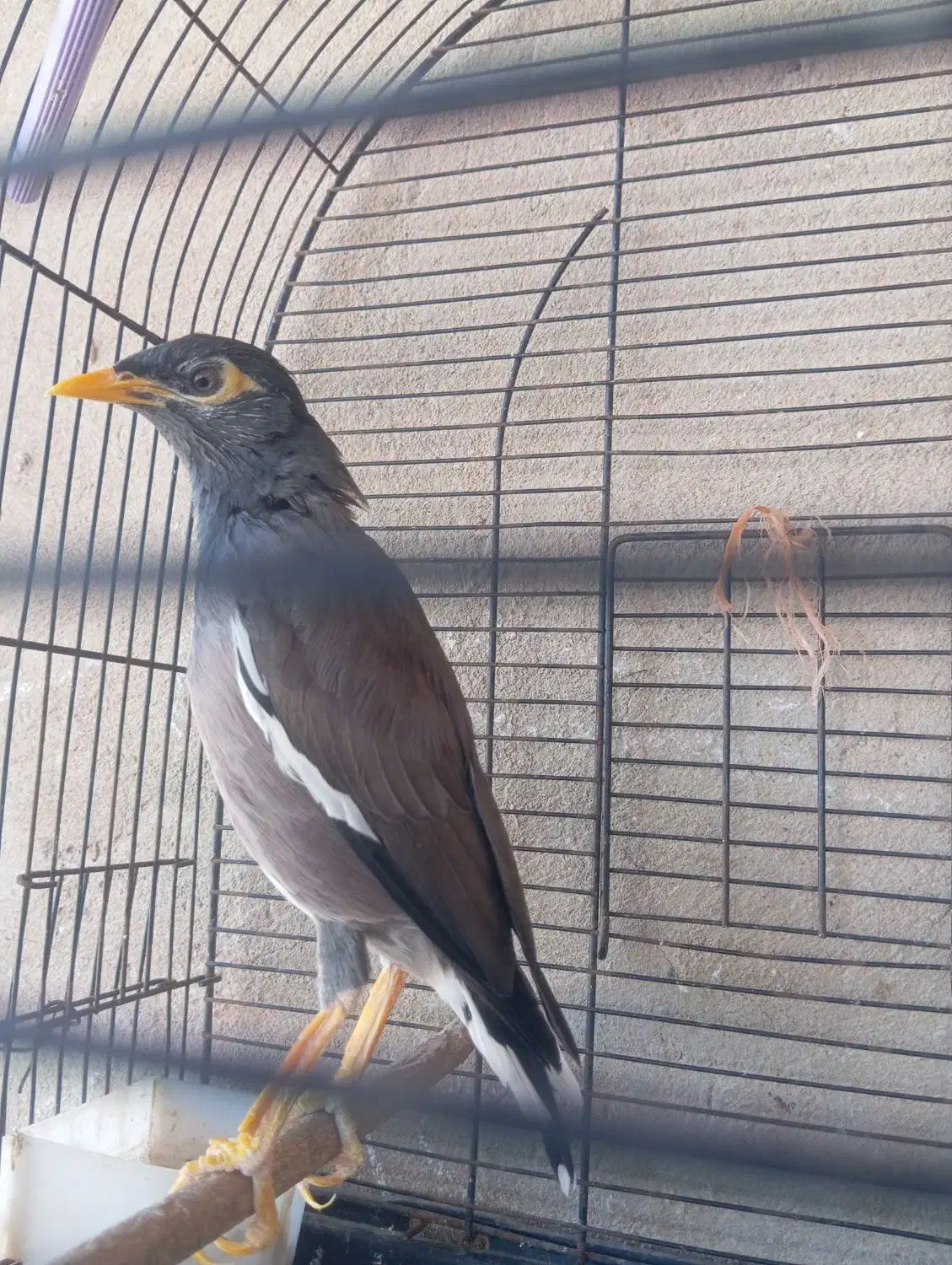 فروش یا معاوضه با طوطی|پرنده|بندرعباس, |دیوار