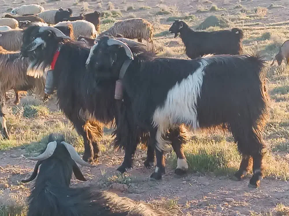 دو عدد پازن چپش سالار|حیوانات مزرعه|خرم بید, |دیوار