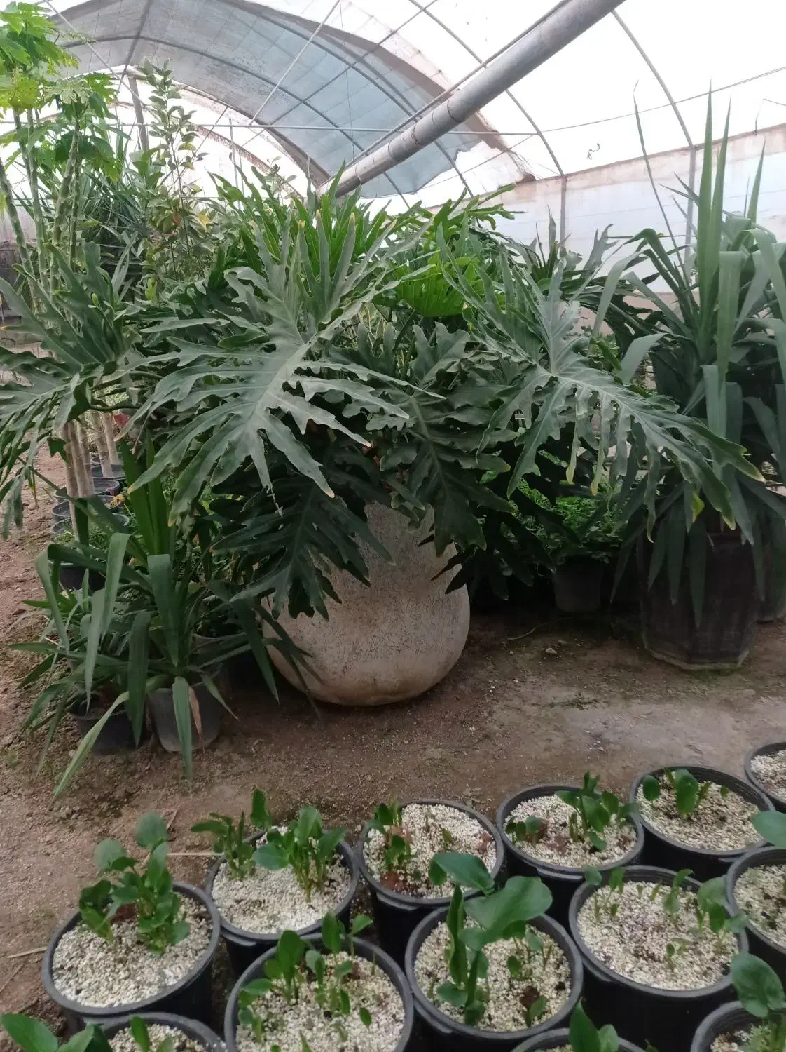 گل برگ انجیری بزرگ|گل و گیاه طبیعی|پاکدشت, پاکدشت (مامازند)|دیوار