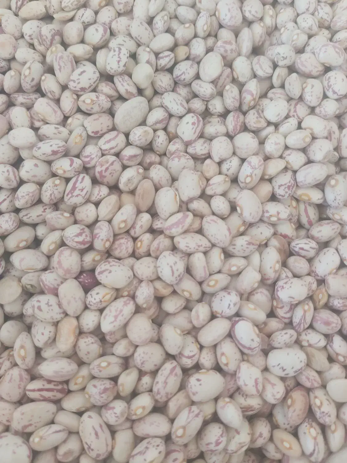 نخود محلی و بادام سنگی دزکرد اقلید کشمش پلو|خوردنی و آشامیدنی|شیراز, کوشک میدان|دیوار