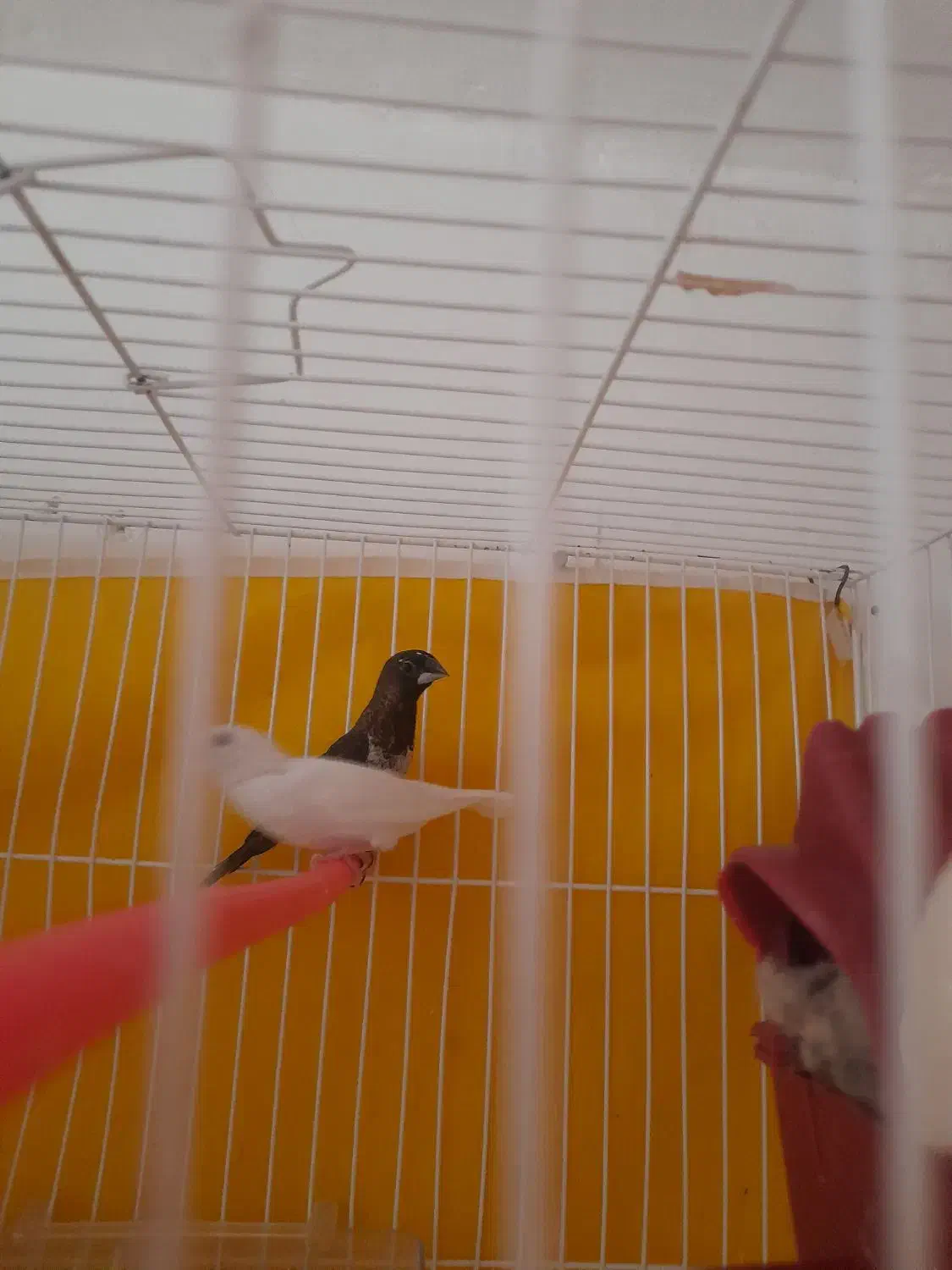 فنچ بنگالی|پرنده|تربت جام, فاز ۱ فرهنگیان|دیوار