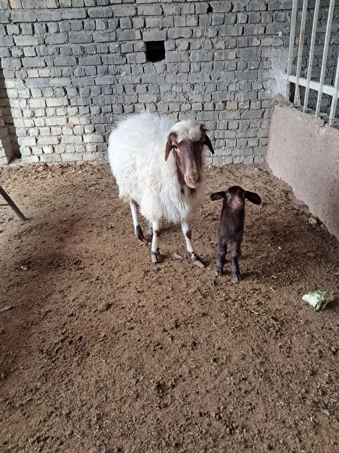 دوعدد میش بابره|حیوانات مزرعه|کاشان, لتحر|دیوار