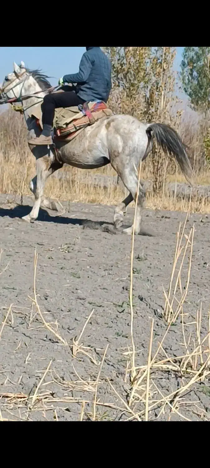 اسب نر یورغه|اسب و تجهیزات اسبسواری|سیلوانه, |دیوار