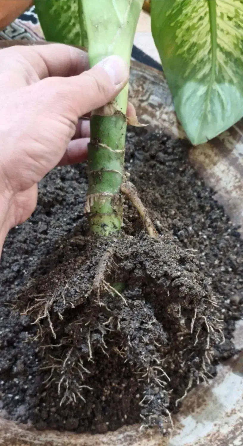 گل وگیاه|گل و گیاه طبیعی|قروه, |دیوار