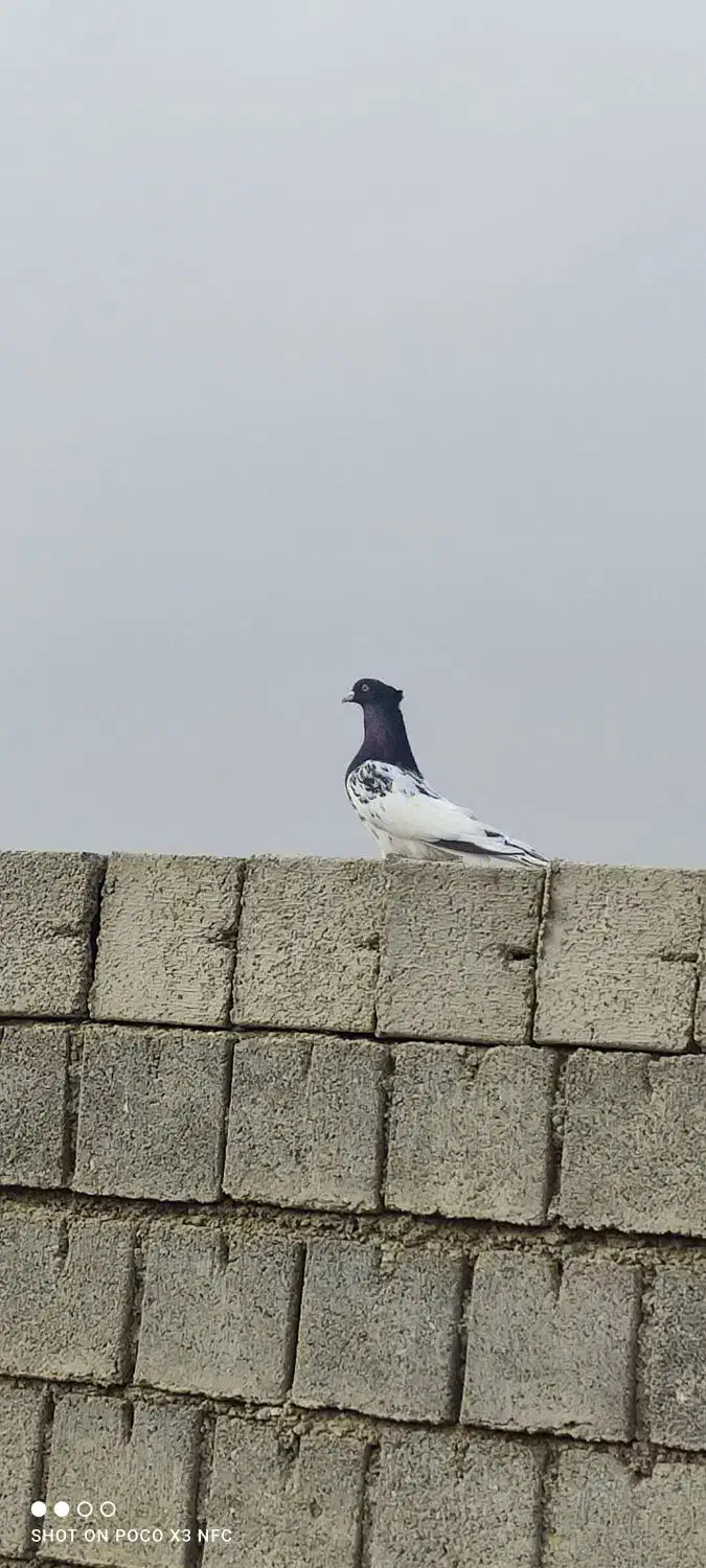 کله ای نر جلد|پرنده|شوشتر, |دیوار