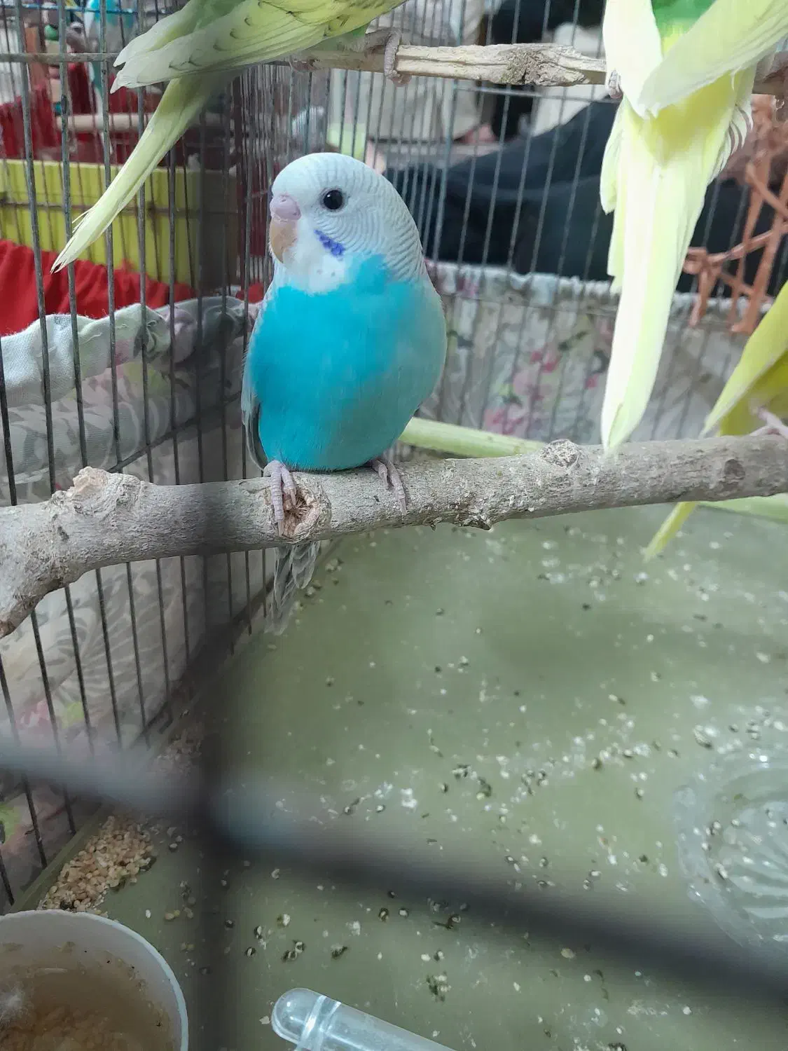 مرغ عشق دونه ای ۱۳۰|پرنده|قزوین, |دیوار