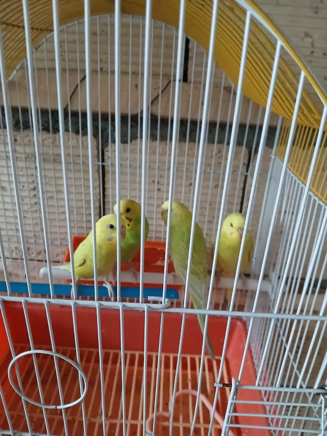 فنچ و مرغ عشق|پرنده|نجف‌آباد, یزدانشهر|دیوار