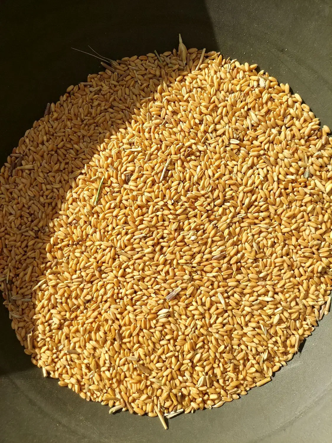 ( گندم )|خوردنی و آشامیدنی|اردبیل, |دیوار