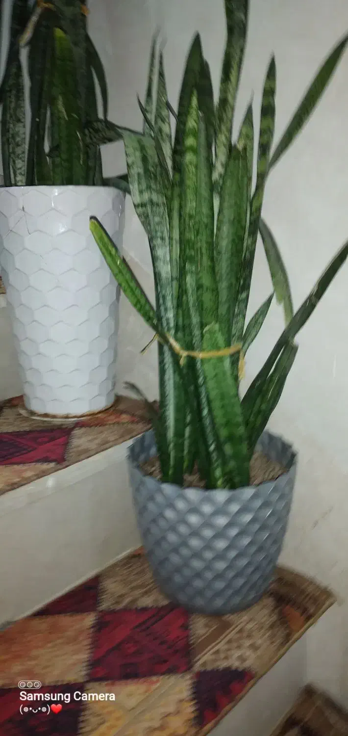 گل سانسورها با گلدان|گل و گیاه طبیعی|ورامین, ورامین|دیوار