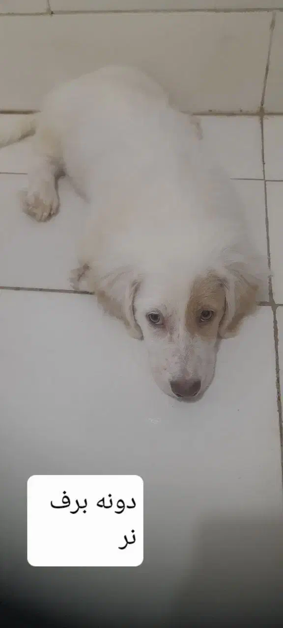 توله های باهوش|سگ|کاشان, فاز ۲ ناجی آباد|دیوار