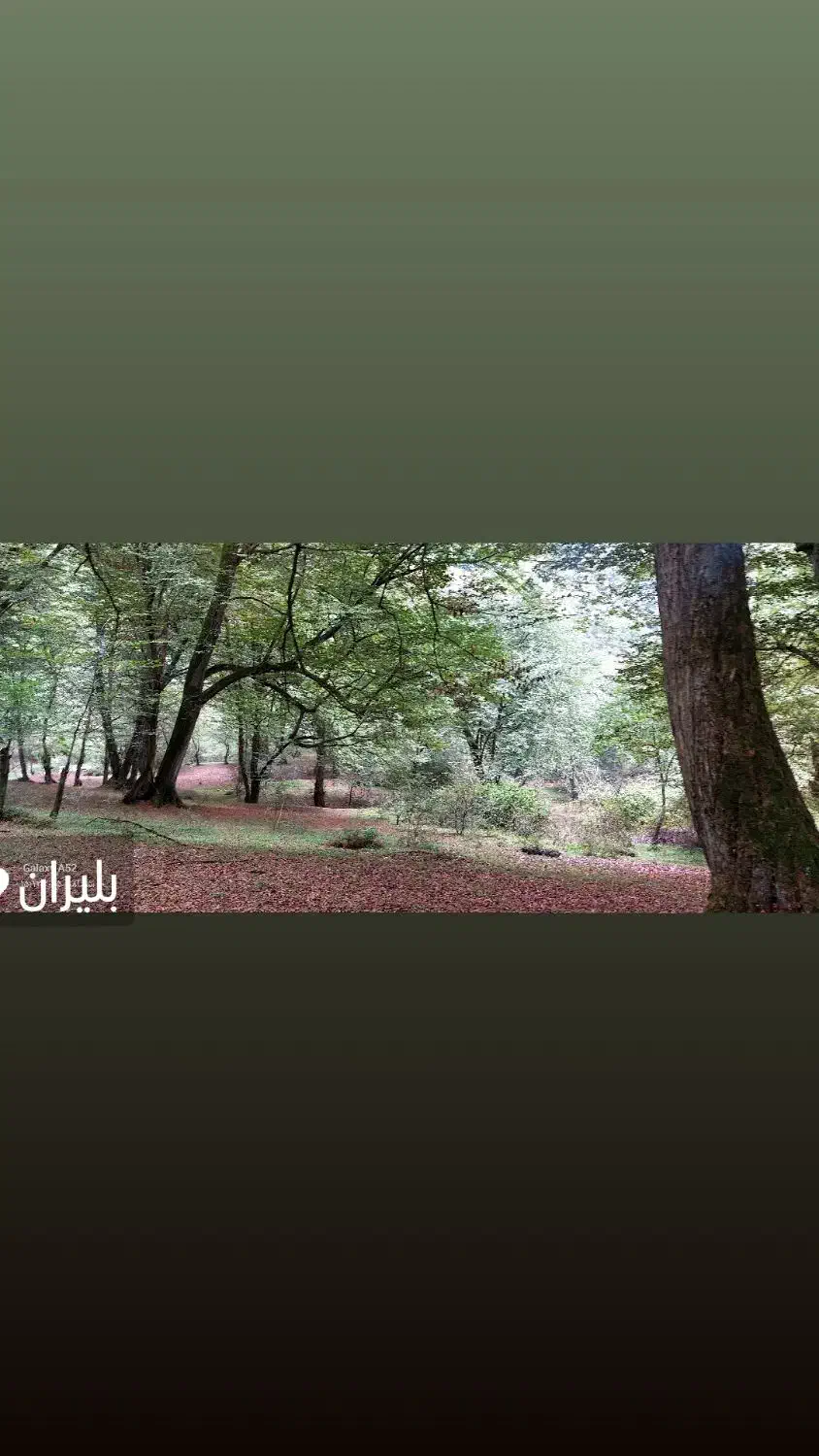 زمین فروشی محمداباد|فروش زمین و ملک کلنگی|هامون, |دیوار