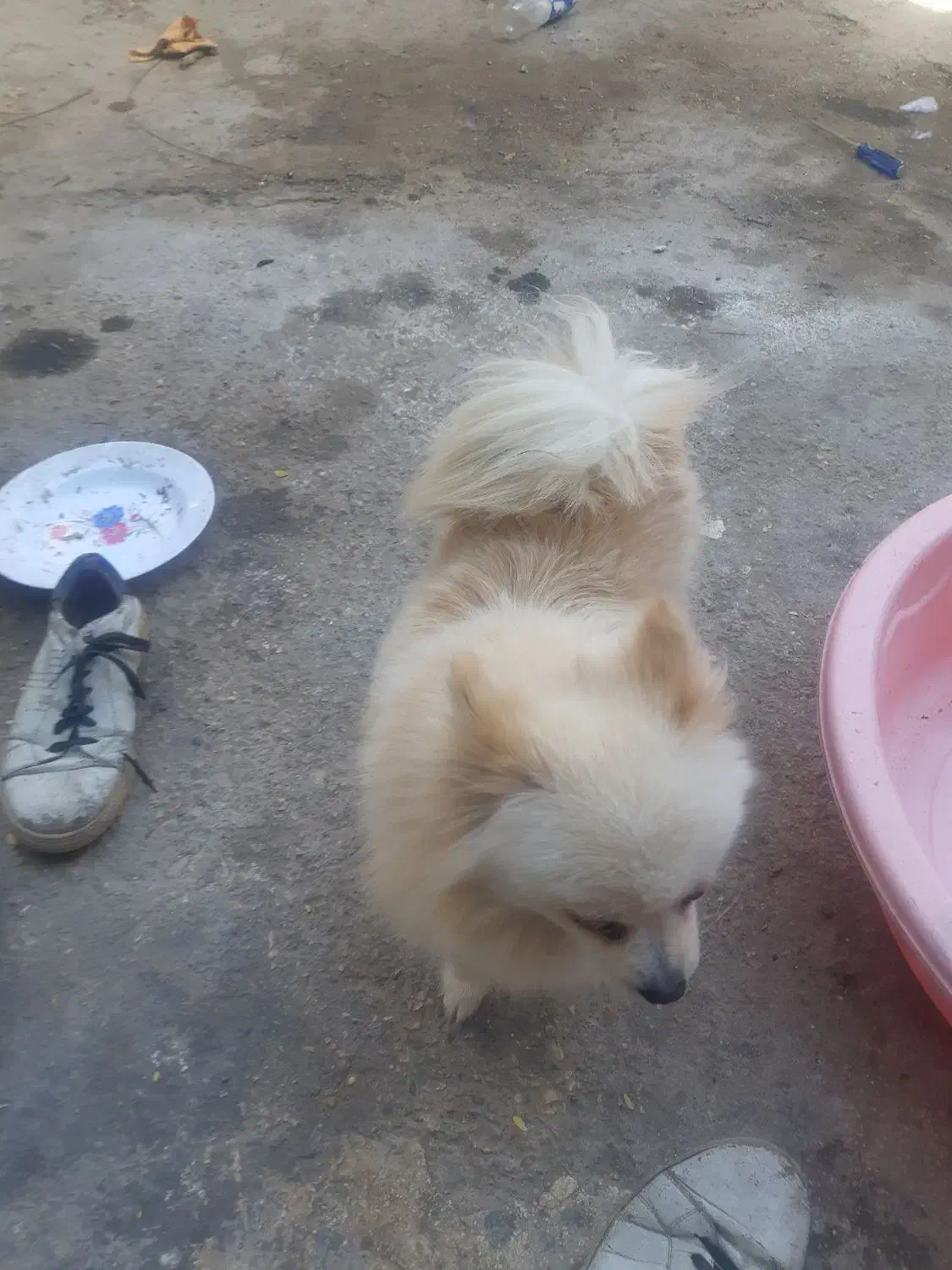 سگ پامرین باهوش|سگ|بندرعباس, |دیوار