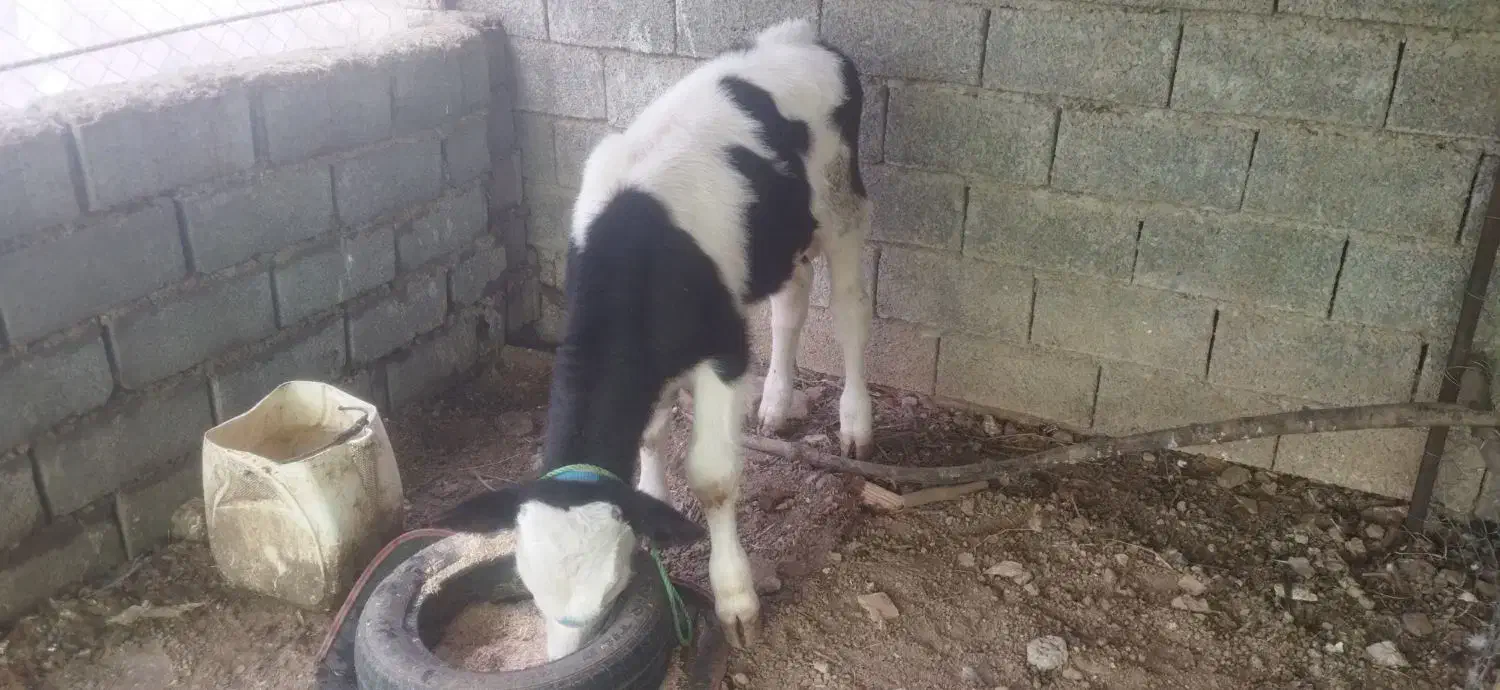 فروش گوساله سمینتال|حیوانات مزرعه|قائم‌شهر, |دیوار