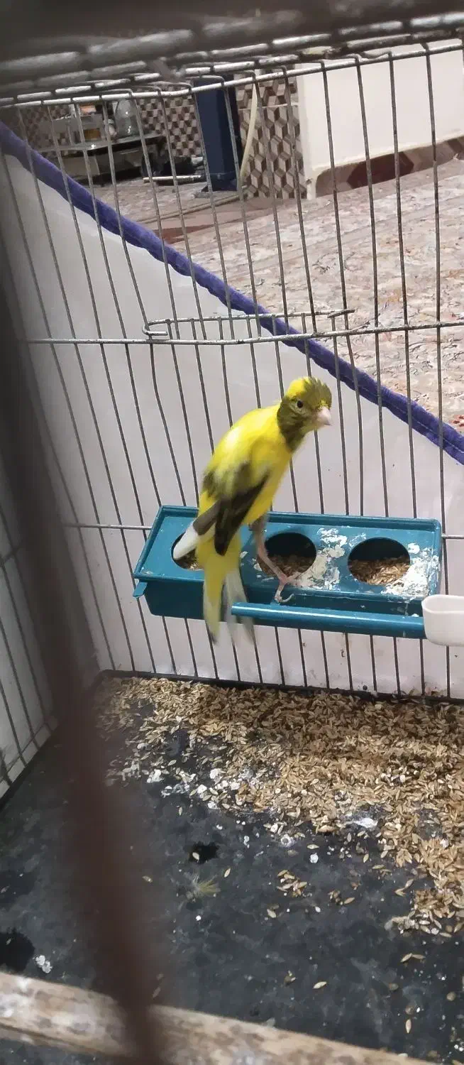 قناری|پرنده|کارون, |دیوار