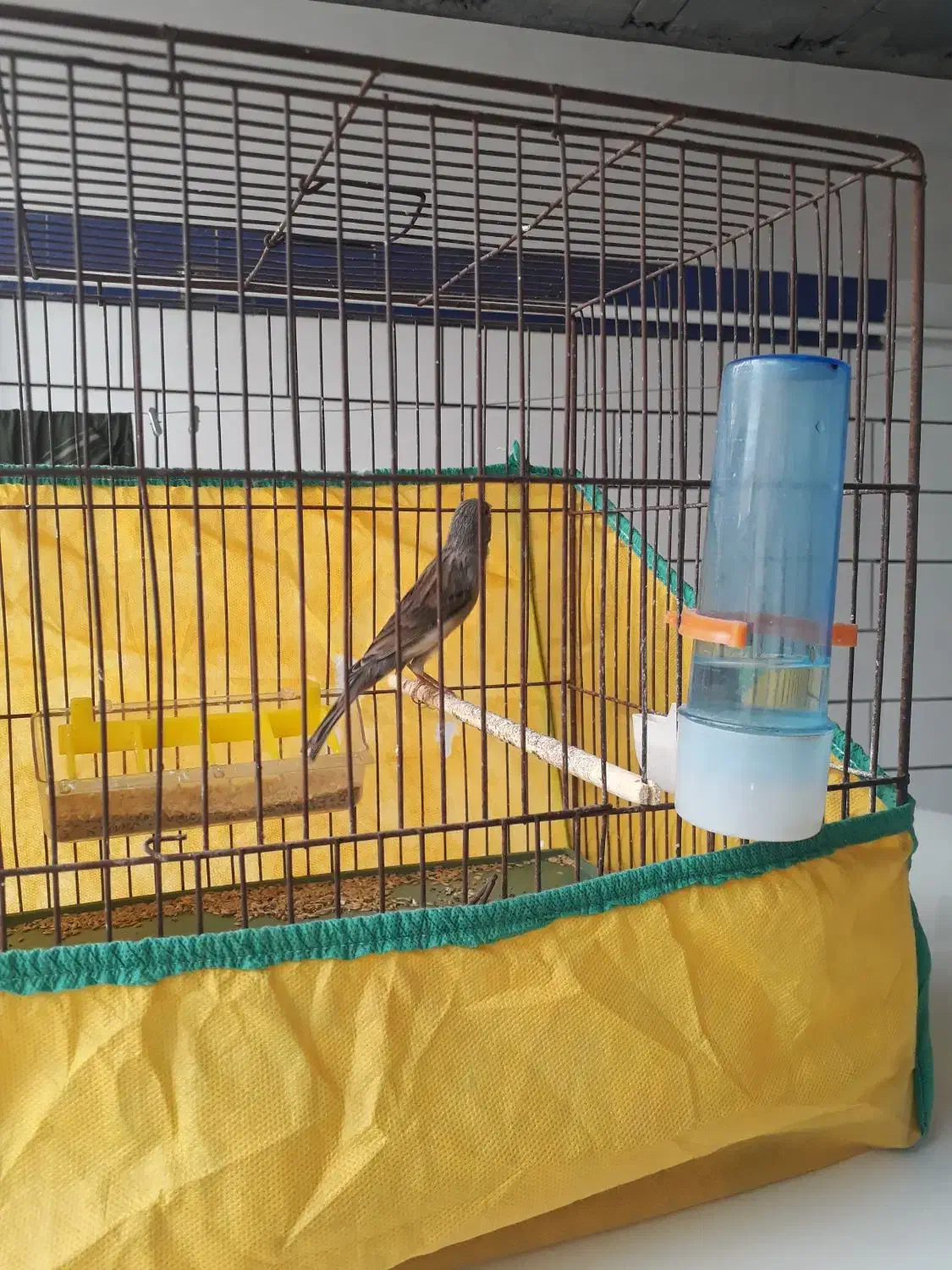 قناری نر مست مست|پرنده|باوی, |دیوار