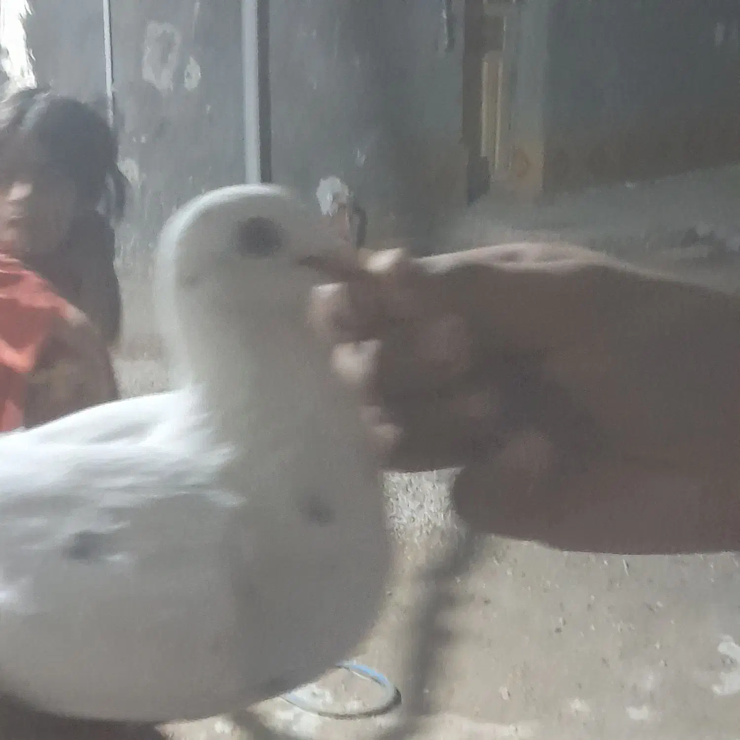 بفروش|پرنده|برازجان, |دیوار