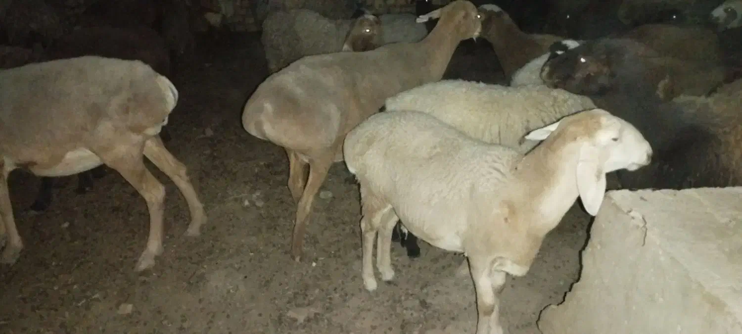 میش وبره|عمده‌فروشی|انابد, |دیوار