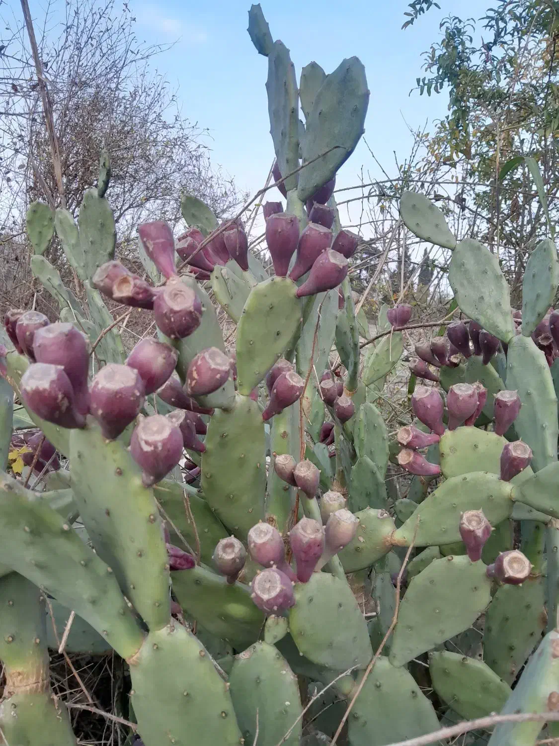 فروش میوه کاکتوس|خوردنی و آشامیدنی|نوشهر, |دیوار