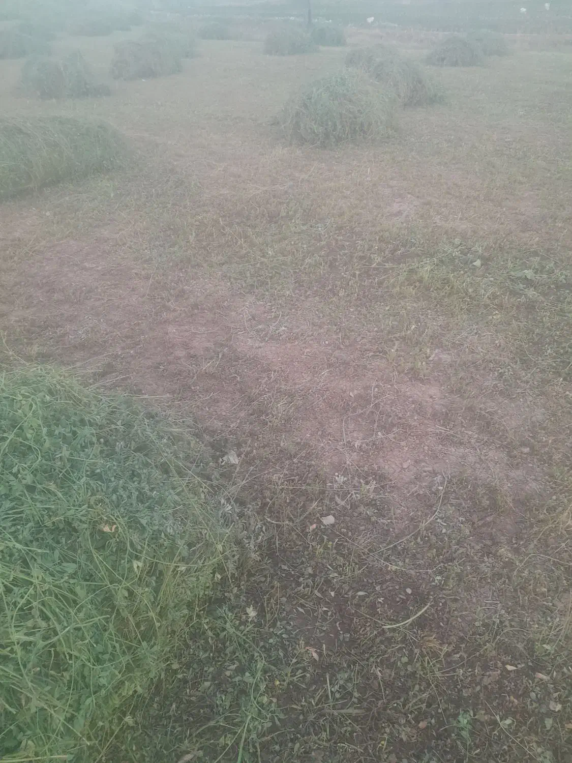 یونجه|لوازم جانبی حیوانات|قیدار, |دیوار