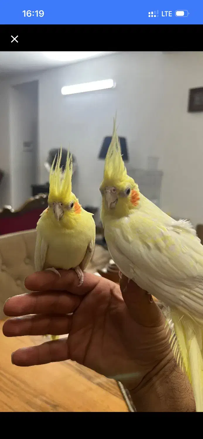 طوطی عروس /هلندی / سرلاک|پرنده|آمل, |دیوار