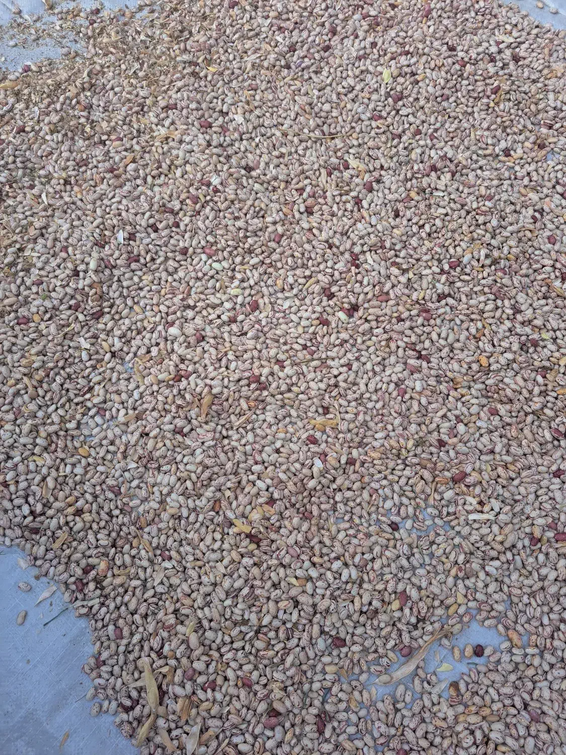 لوبیاچیتی محلی امساله تمیز|خوردنی و آشامیدنی|خان ببین, |دیوار