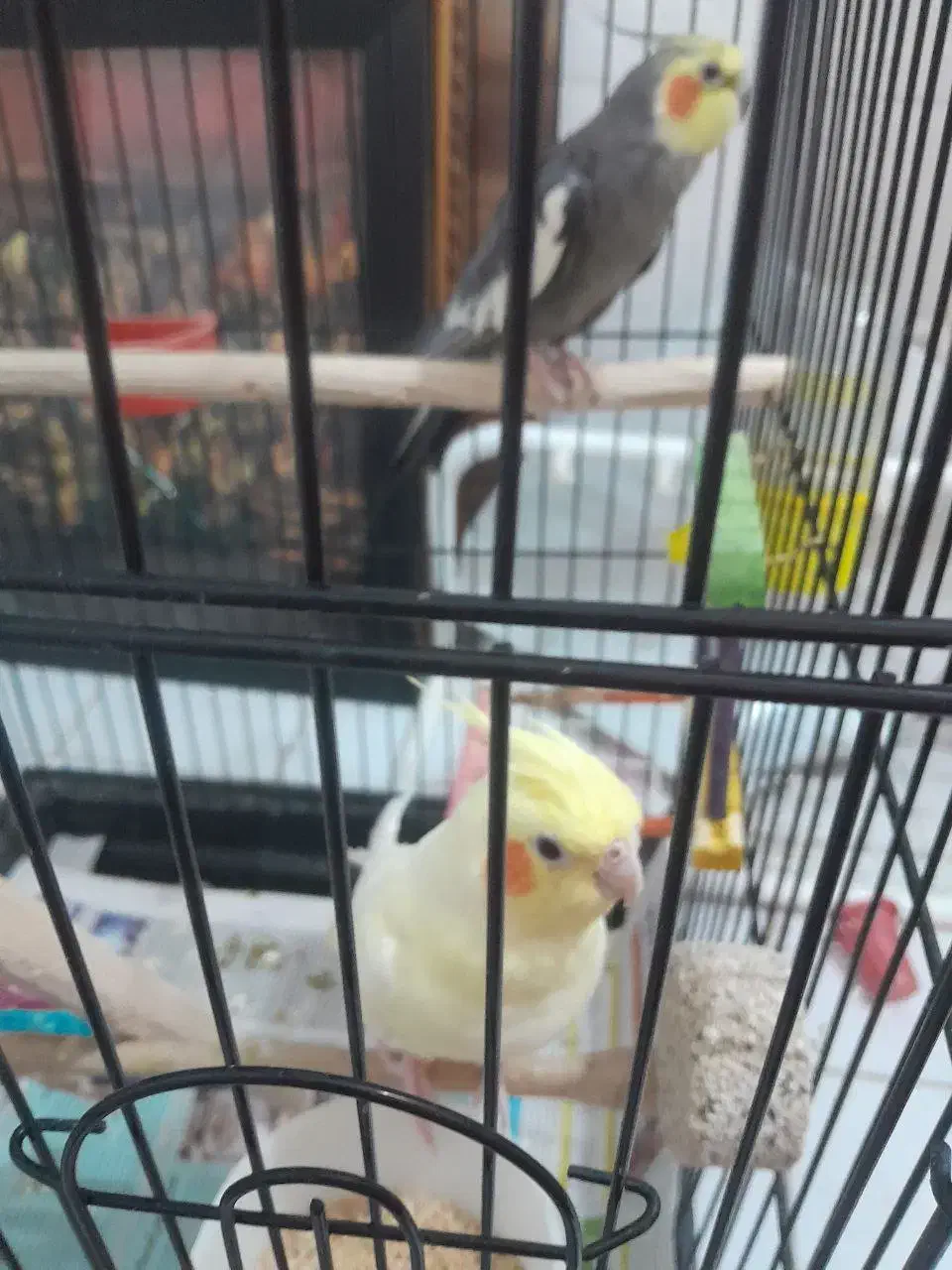 عروس. هلندی|پرنده|مشهد, آزادشهر|دیوار