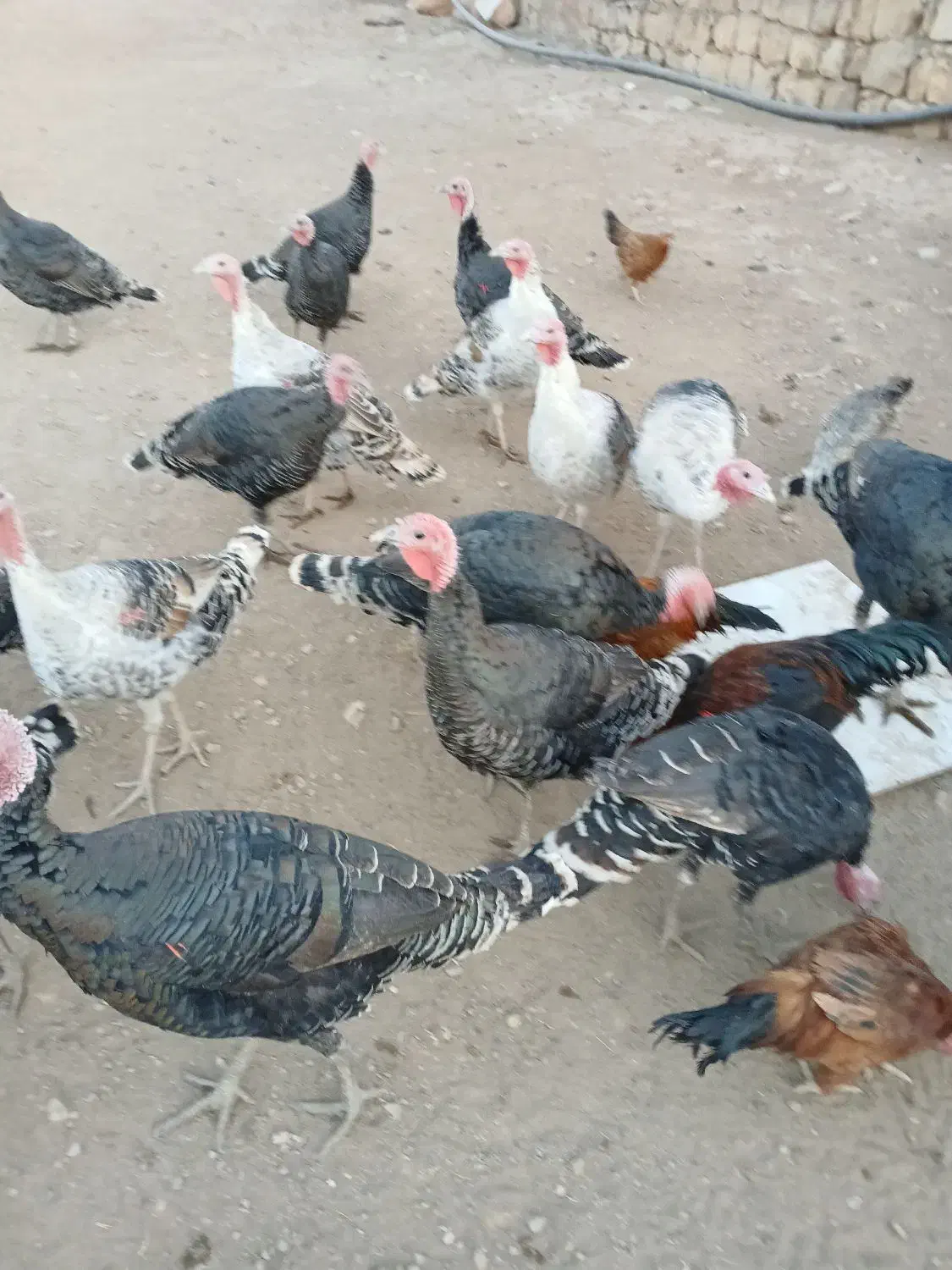 بوقلمون نر وماده جفتی ۳ ملیون سیصد|حیوانات مزرعه|کوهدشت, |دیوار