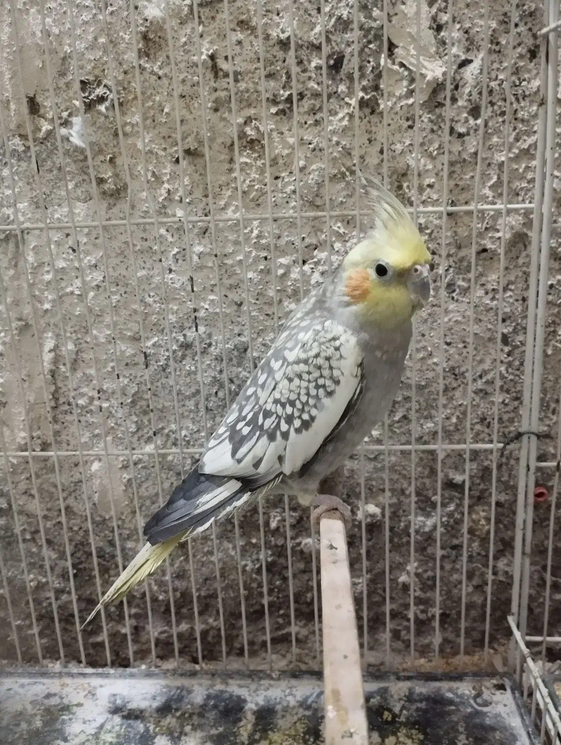 عروس هلندی معاوضه با کفتر|پرنده|تربت جام, پاسداران|دیوار