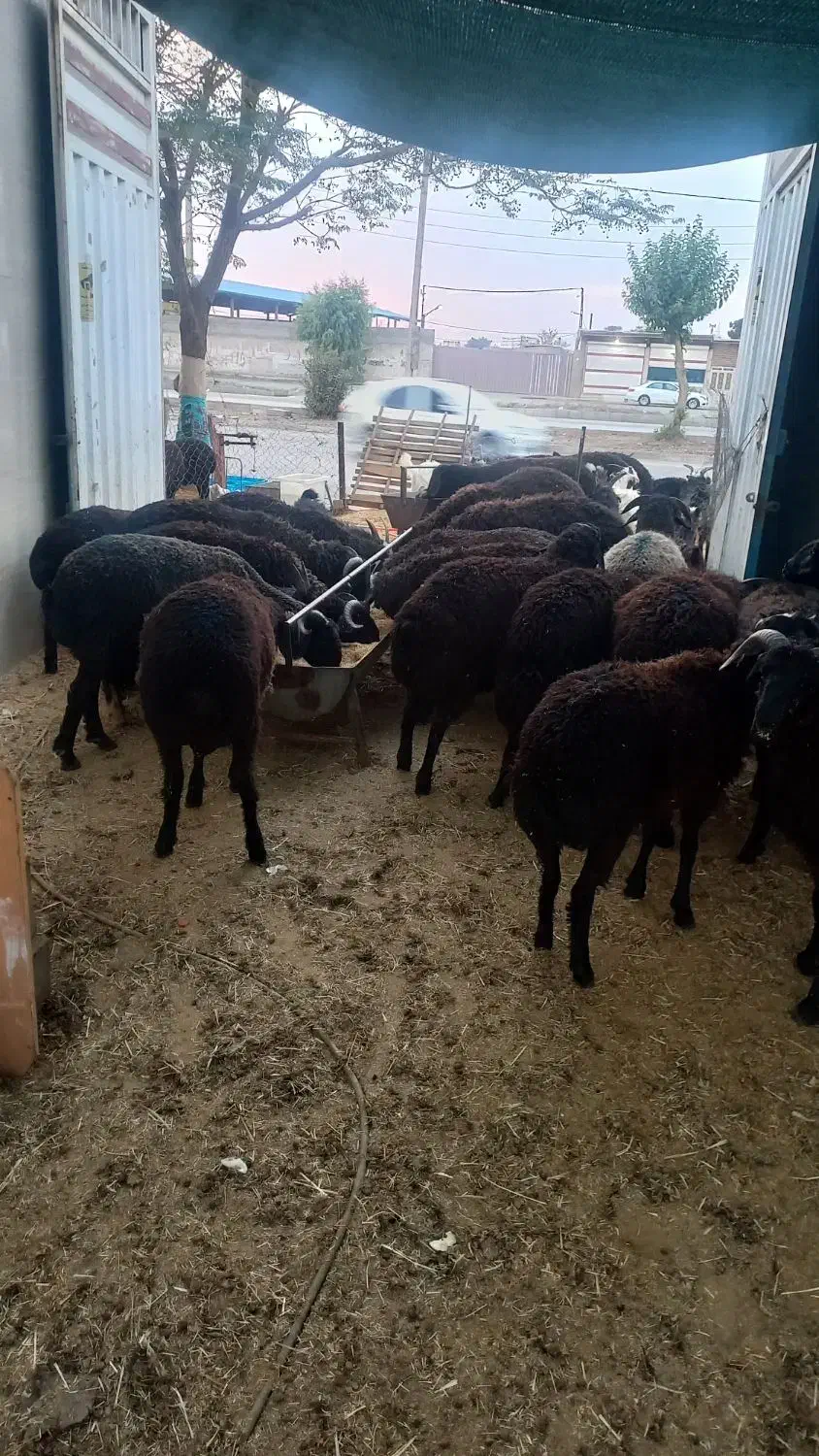 (انواع دام زنده گوسفند)|حیوانات مزرعه|پاکدشت, پاکدشت (مامازند)|دیوار