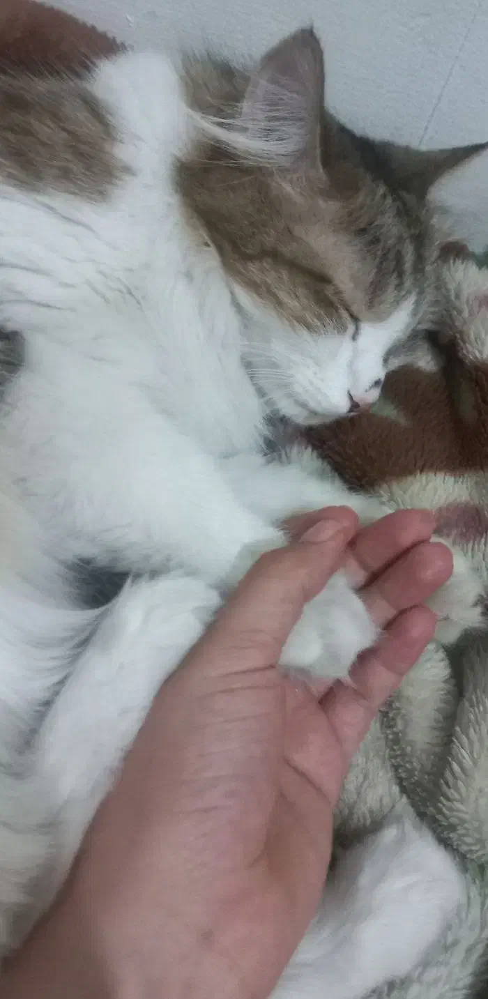 واگذاری گربه باهوش و مهربان|گربه|تهران, هروی|دیوار