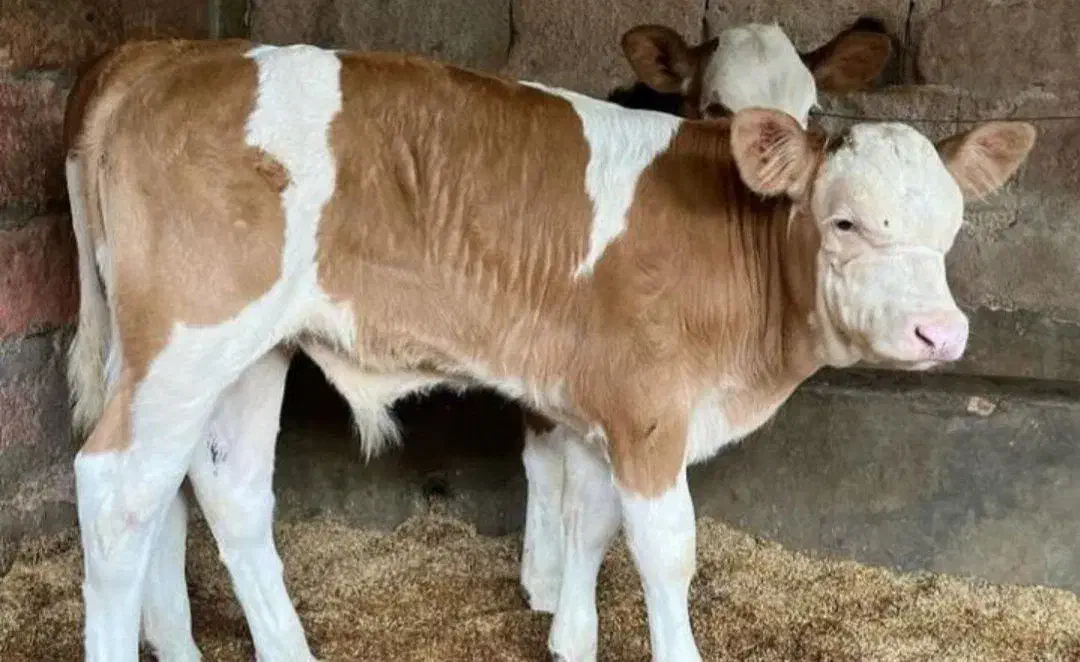 گوساله درجه یک اصیل|حیوانات مزرعه|مرودشت, ژیان|دیوار